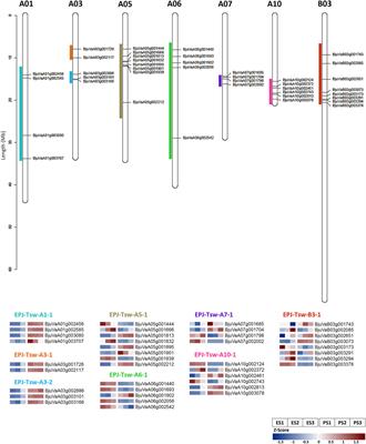 Comparative Analysis of Seed Transcriptome and Coexpression Analysis Reveal Candidate Genes for Enhancing Seed Size/Weight in Brassica juncea